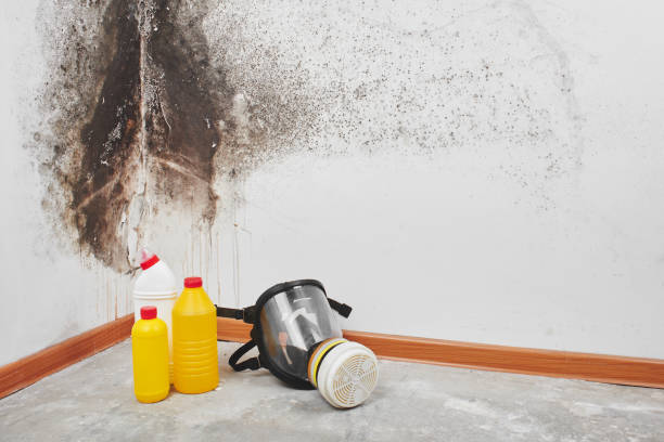 Best Local Mold Removal Service  in Messiah College, PA