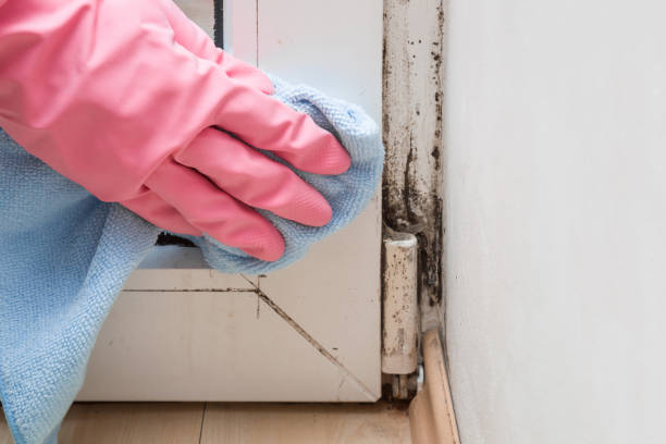 Best Toxic Mold Removal  in Messiah College, PA